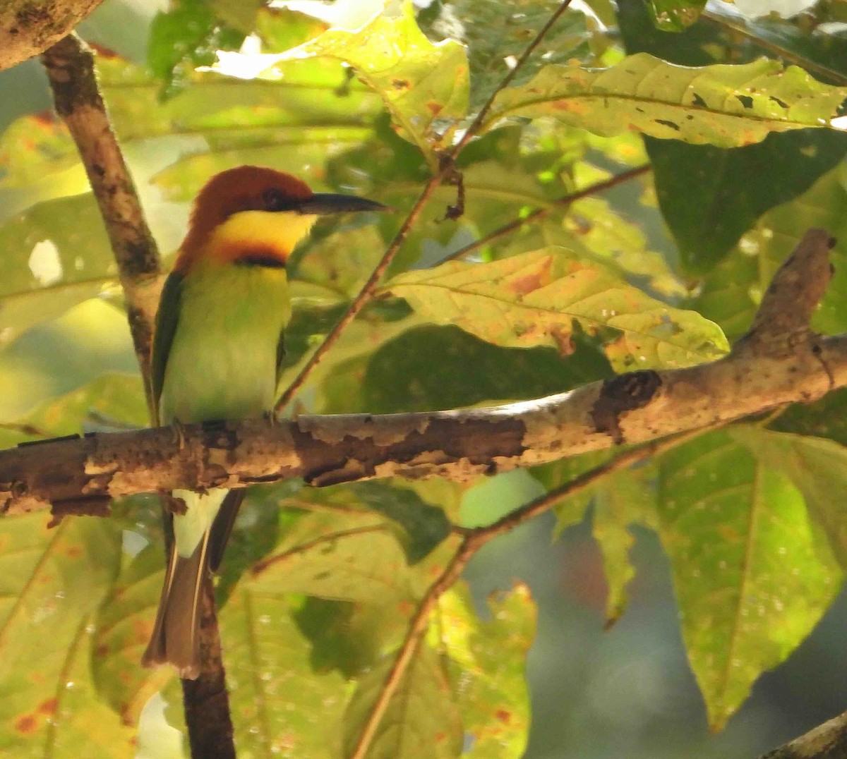 Chestnut-headed Bee-eater - ML641787582