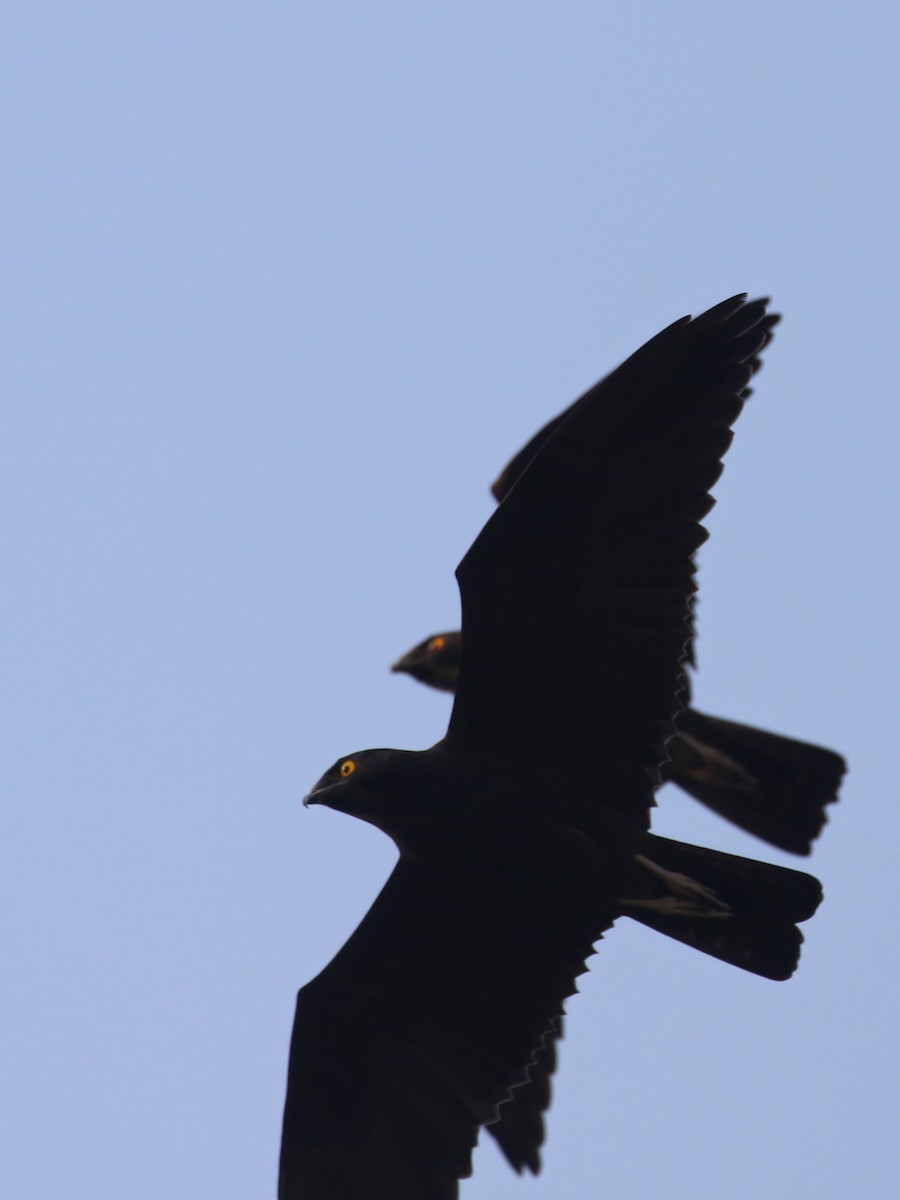 Bat Hawk - ML641787585