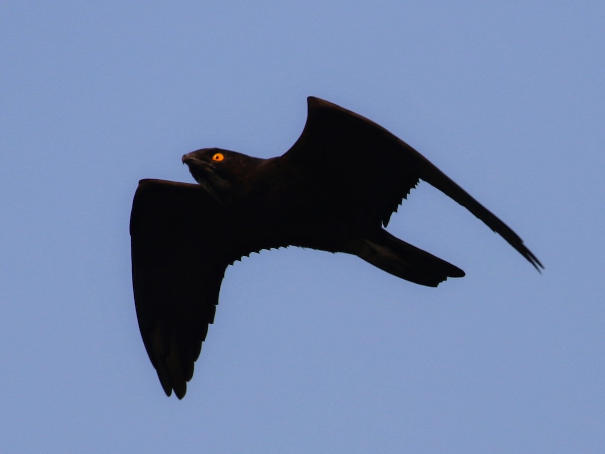 Bat Hawk - ML641787586