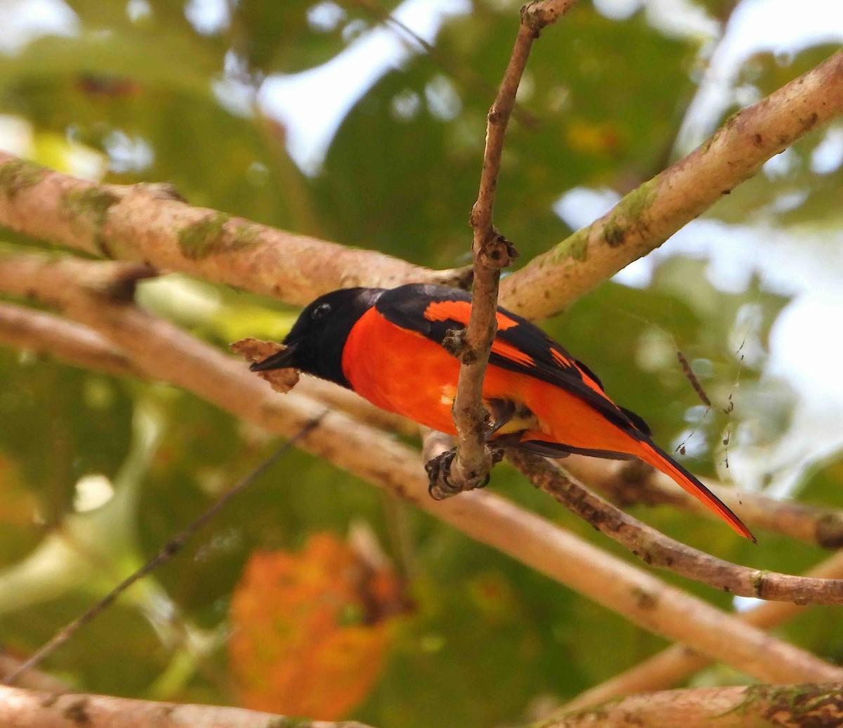 Scarlet Minivet - ML641787590