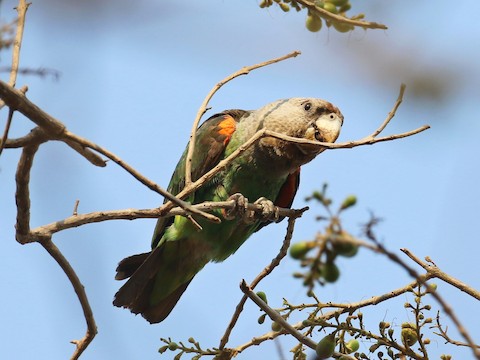 Brown-necked Parrot - Poicephalus fuscicollis - メディア検索