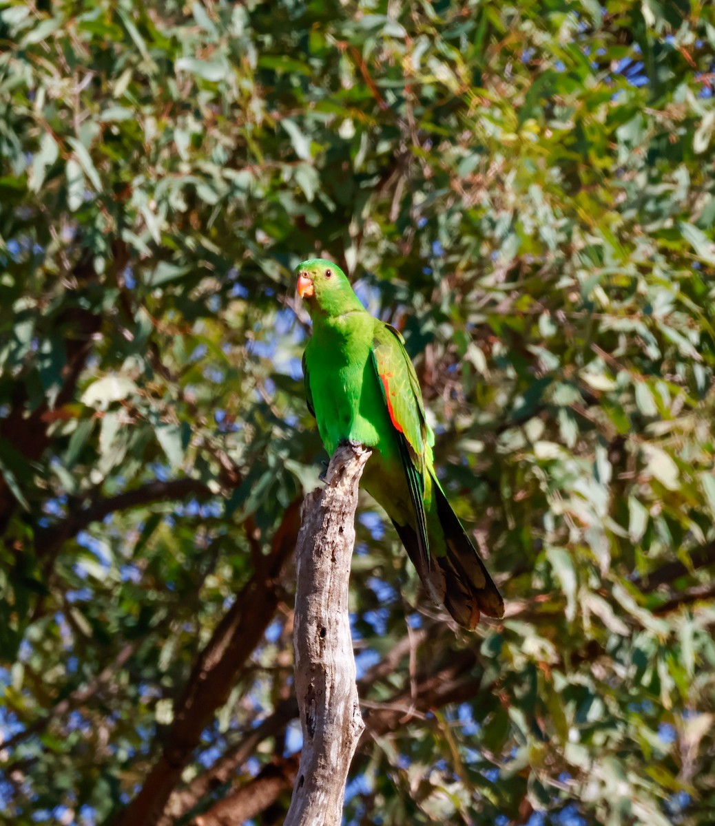 ハゴロモインコ - ML641787626