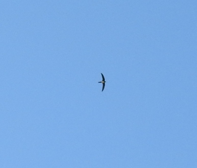 Alpine Swift - ML641787660