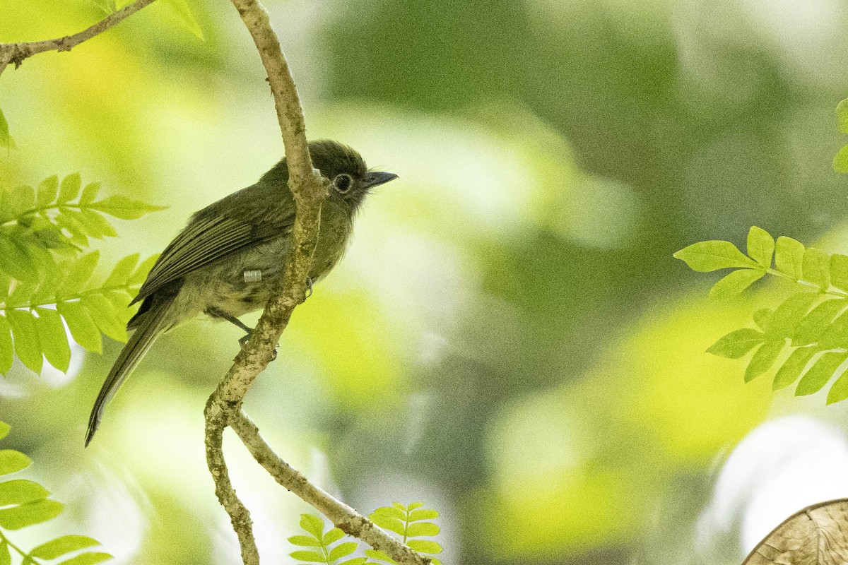 Eye-ringed Flatbill - ML641787680