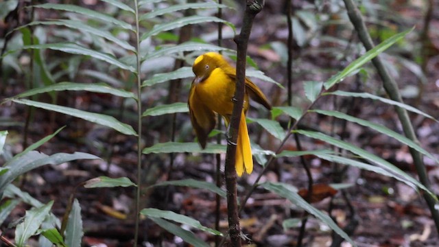 Golden Bowerbird - ML641787691