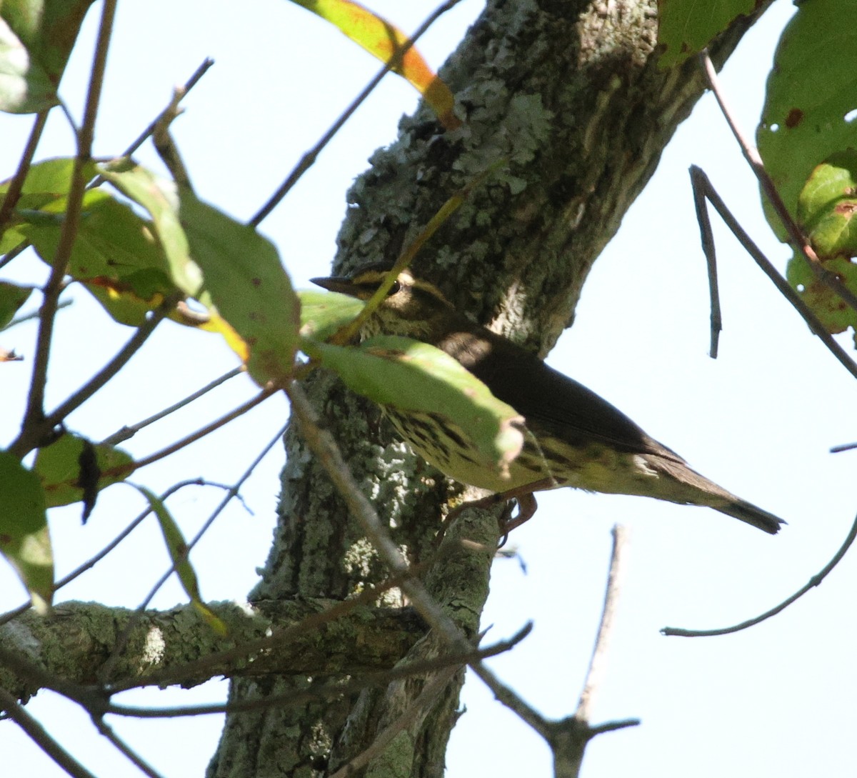 Northern Waterthrush - ML641787729