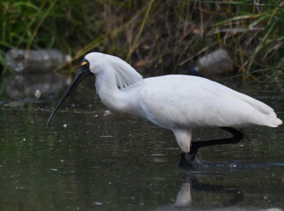 Royal Spoonbill - ML641787766