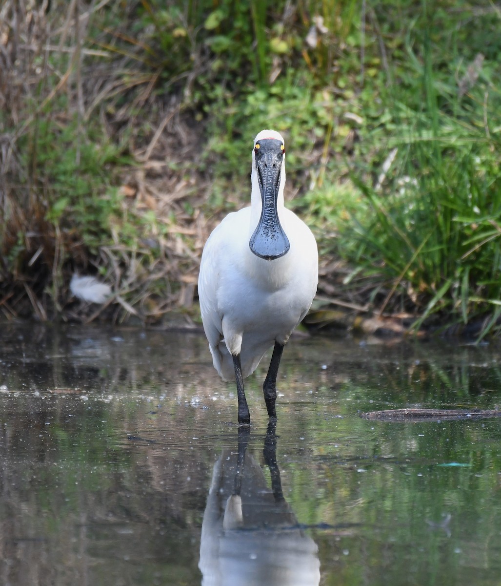 Royal Spoonbill - ML641787767