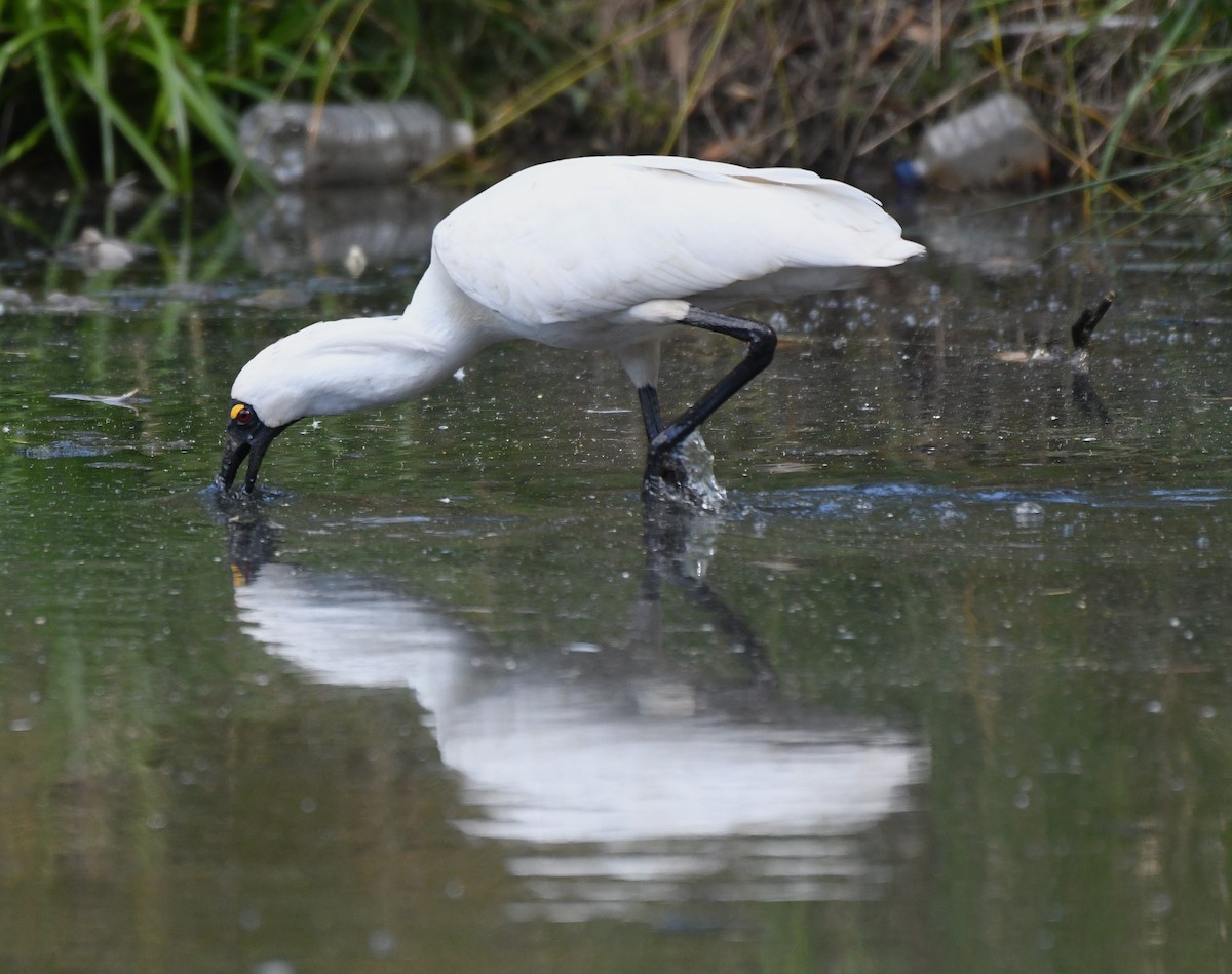 Royal Spoonbill - ML641787768