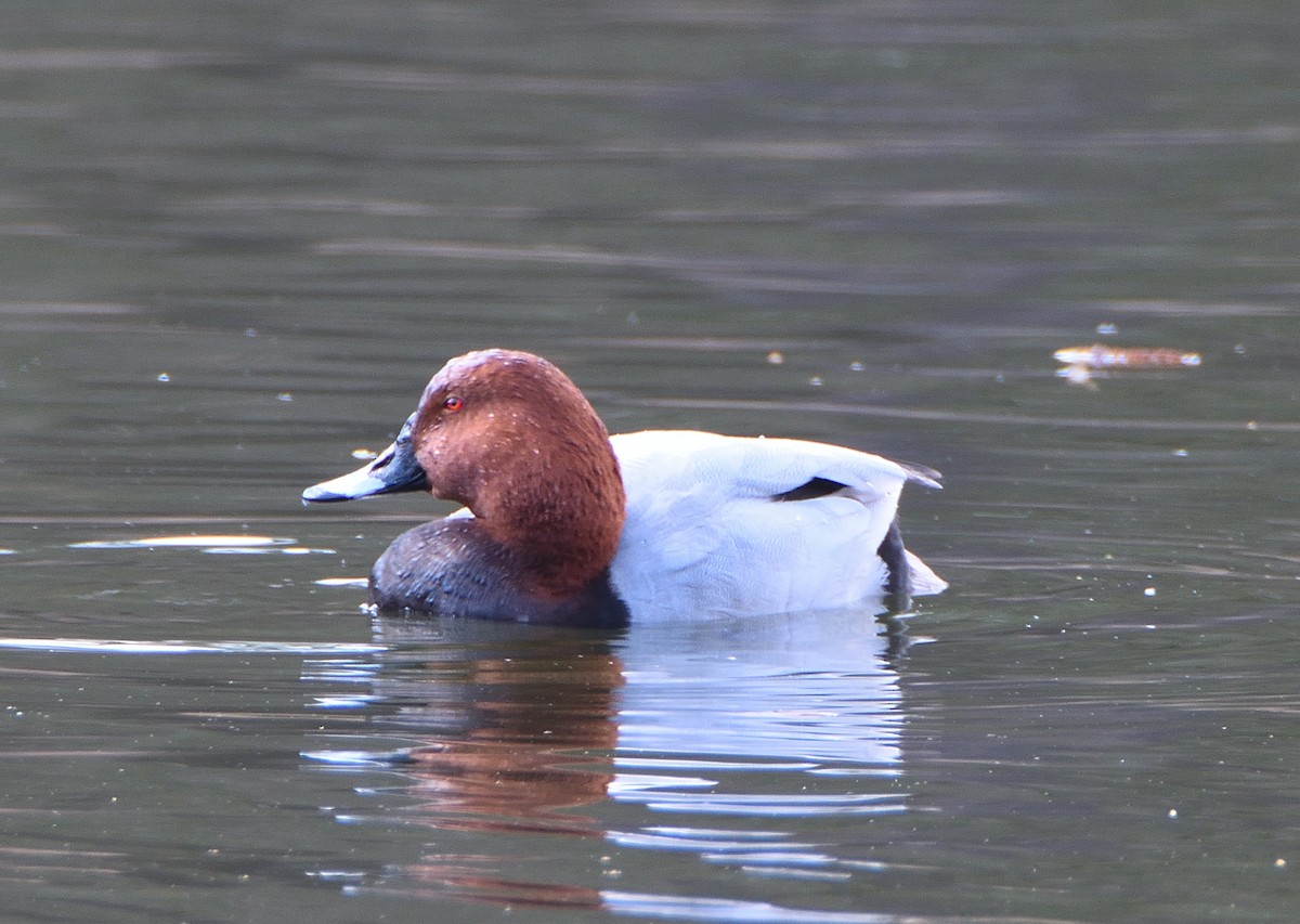 Common Pochard - ML641787814