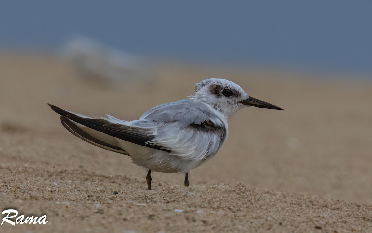 Saunders's Tern - ML641787820