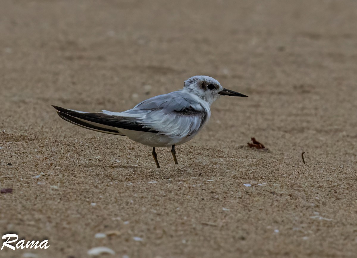 Saunders's Tern - ML641787828