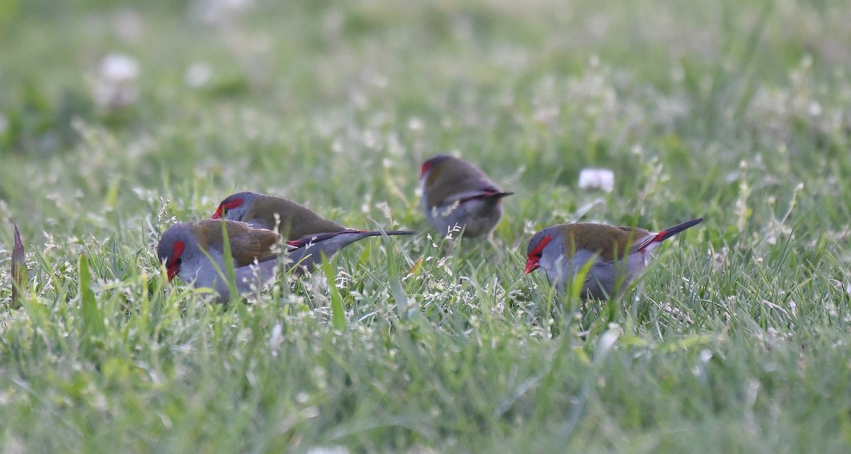 Red-browed Firetail - ML641787841