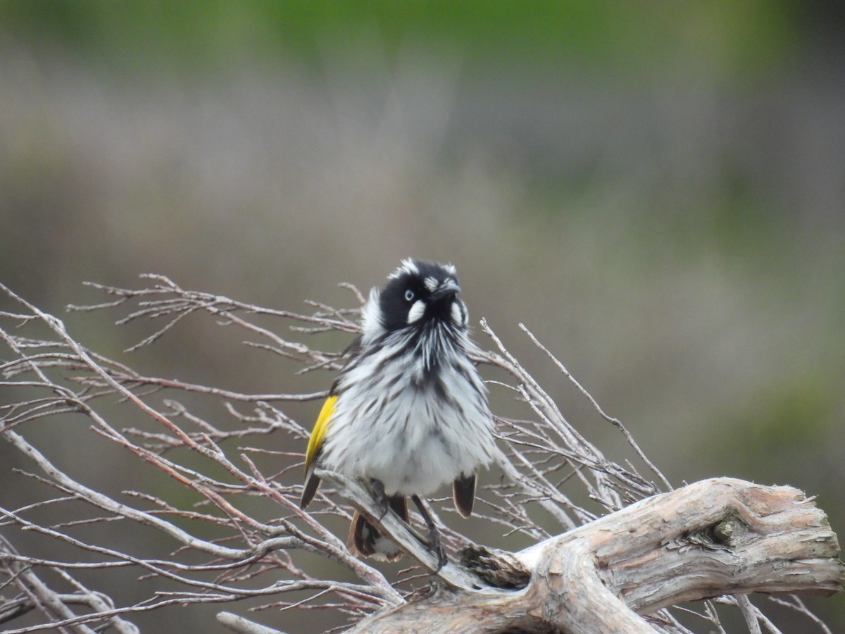 New Holland Honeyeater - ML641787869