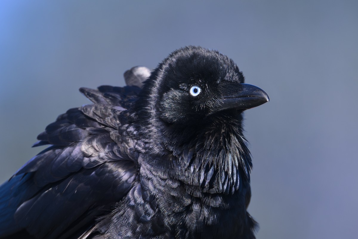 Australian Raven - ML641787877
