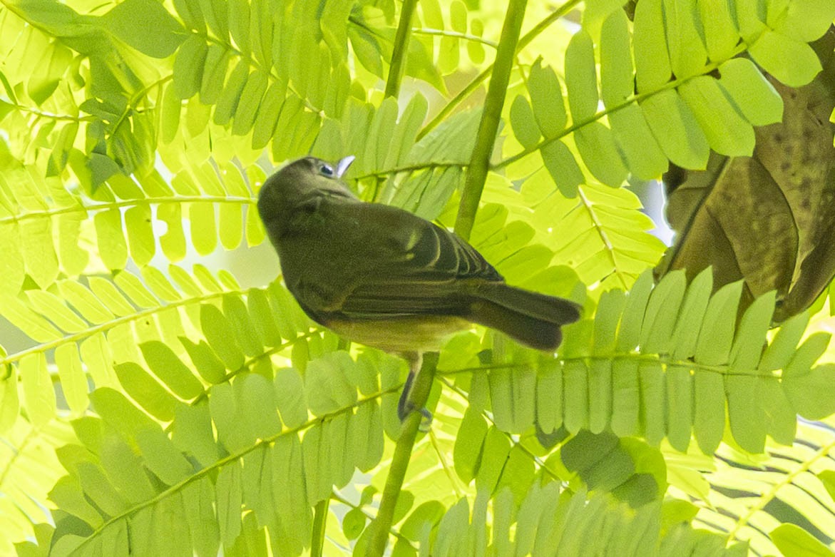 Lesser Greenlet - ML641787892