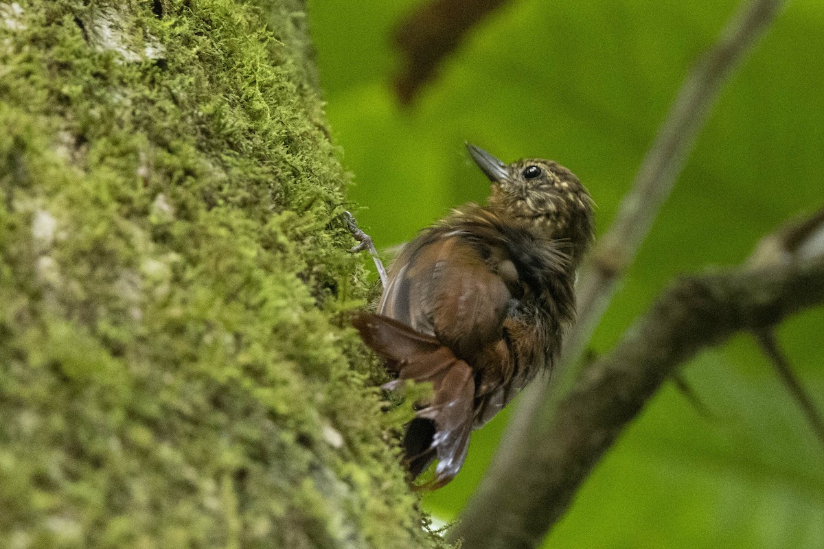 Wedge-billed Woodcreeper - ML641787911