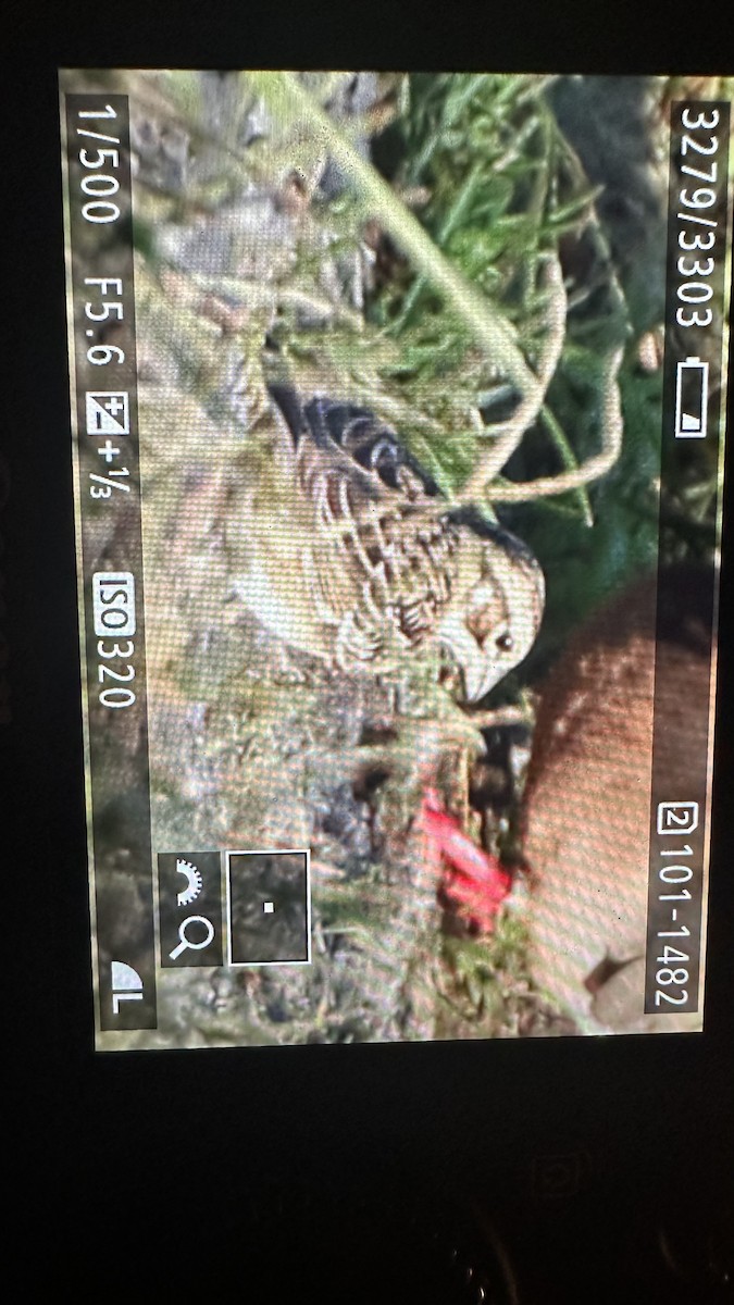 Lark Sparrow - ML641787939