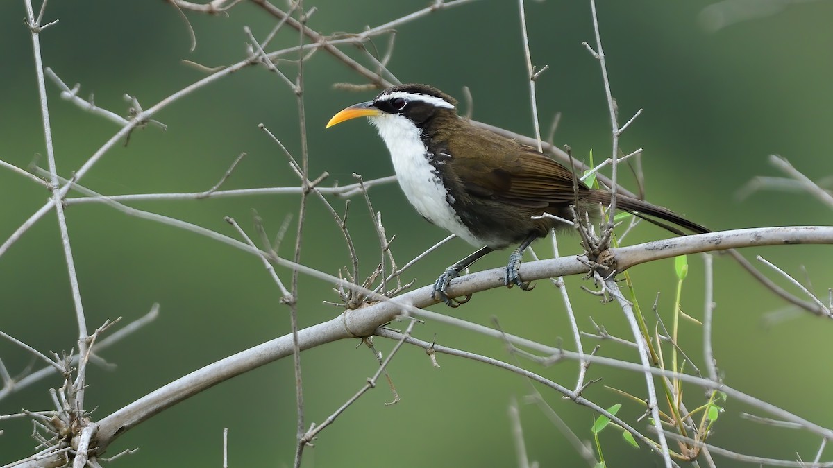 Indian Scimitar-Babbler - ML641787980