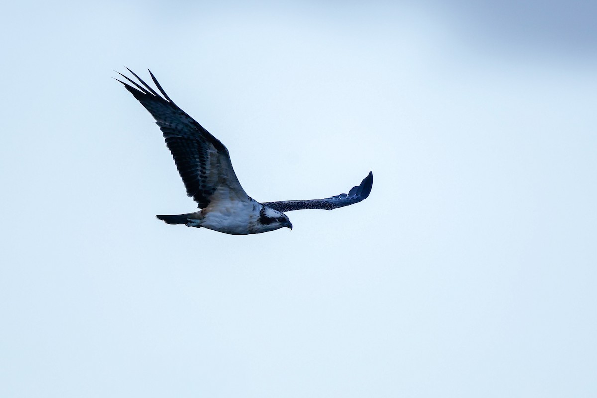 Osprey - ML641787987