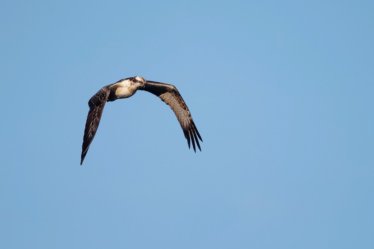 Osprey - ML641787989