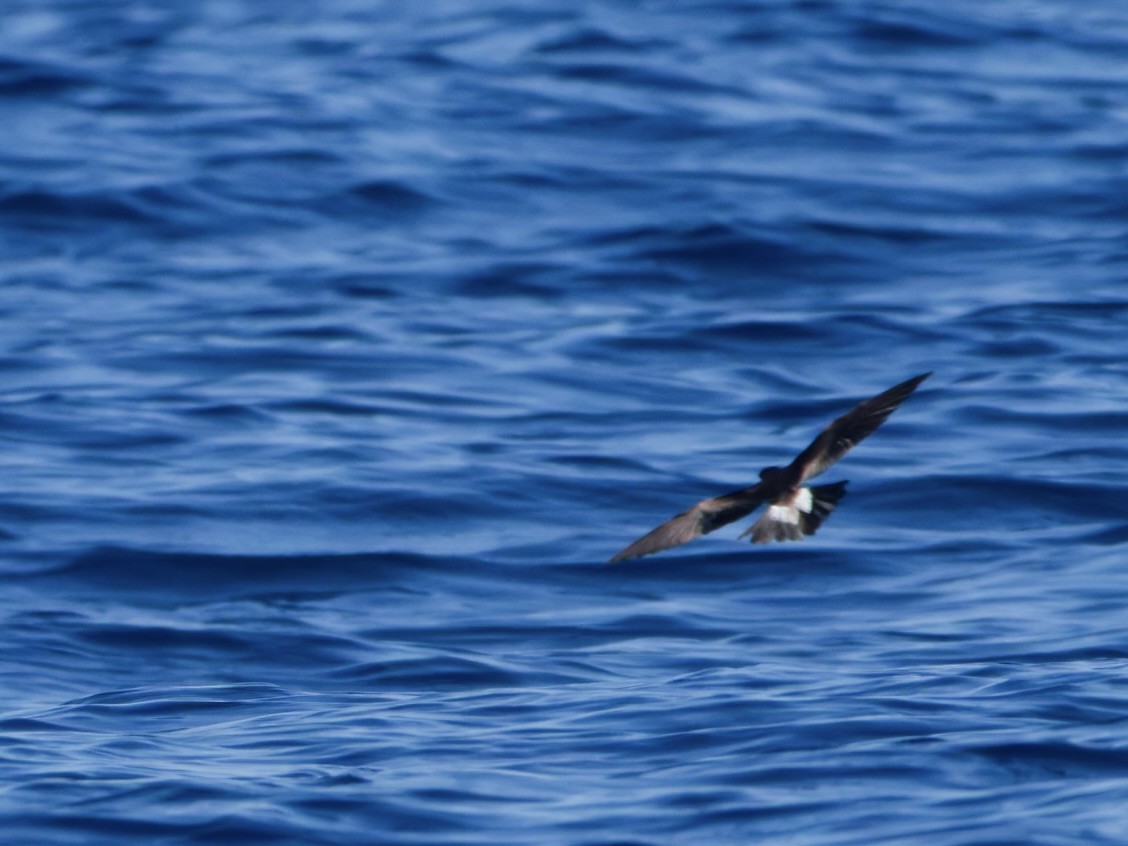 Townsend's Storm-Petrel - ML641787991