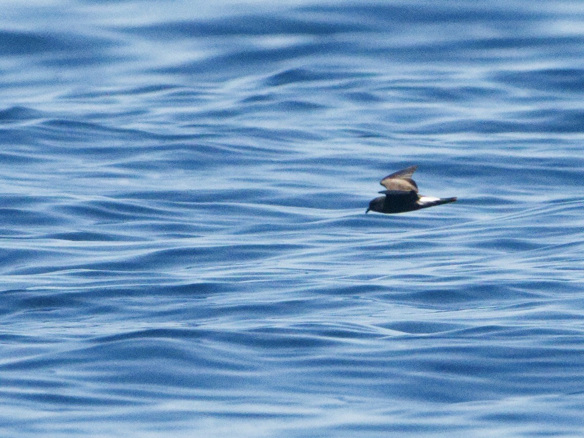 Townsend's Storm-Petrel - ML641787994