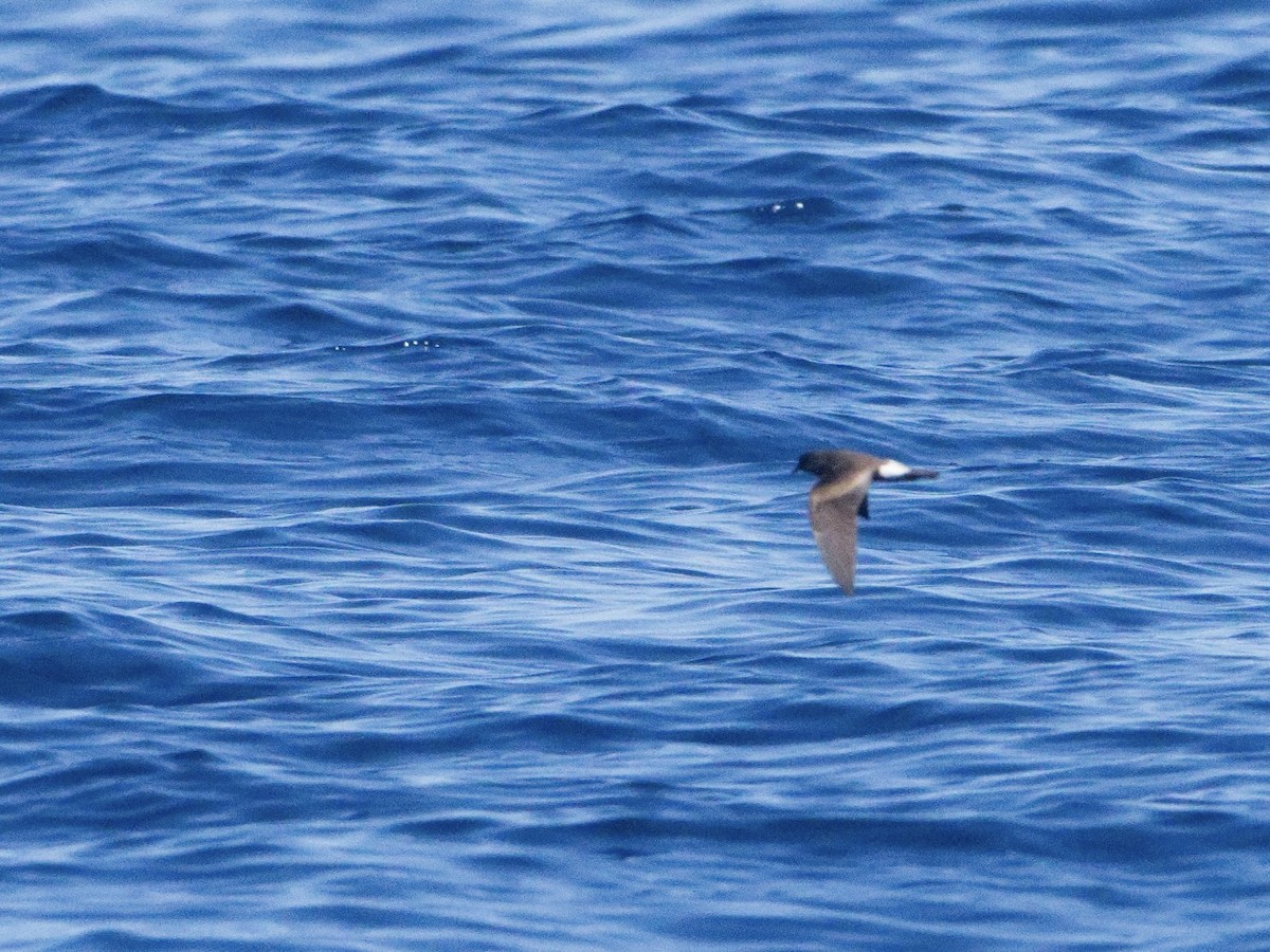 Townsend's Storm-Petrel - ML641787995