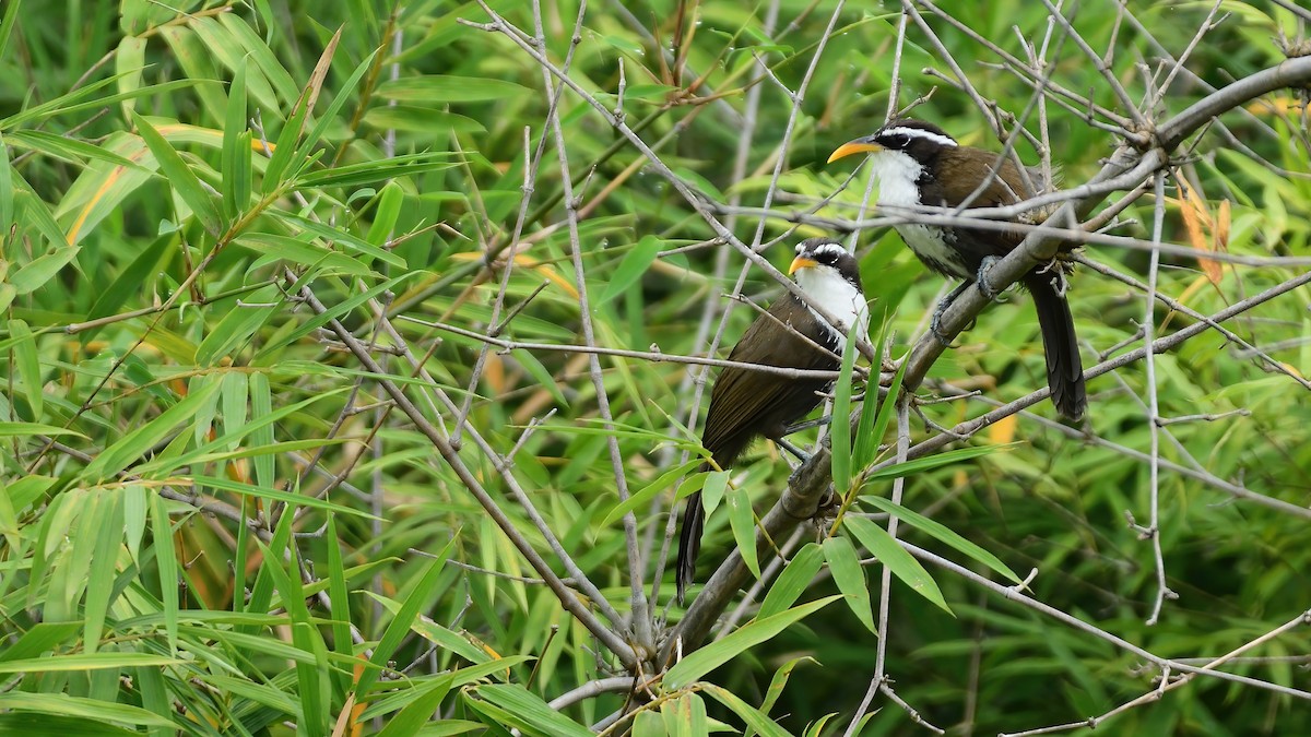 Indian Scimitar-Babbler - ML641787997