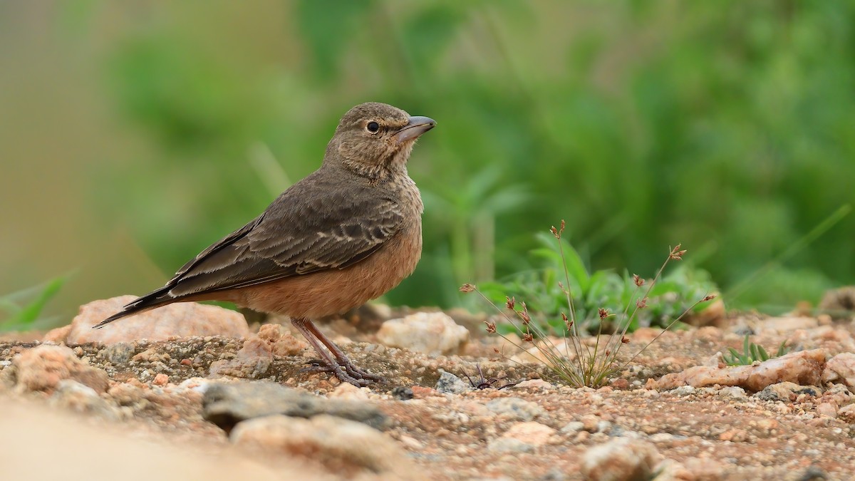 Rufous-tailed Lark - ML641788021