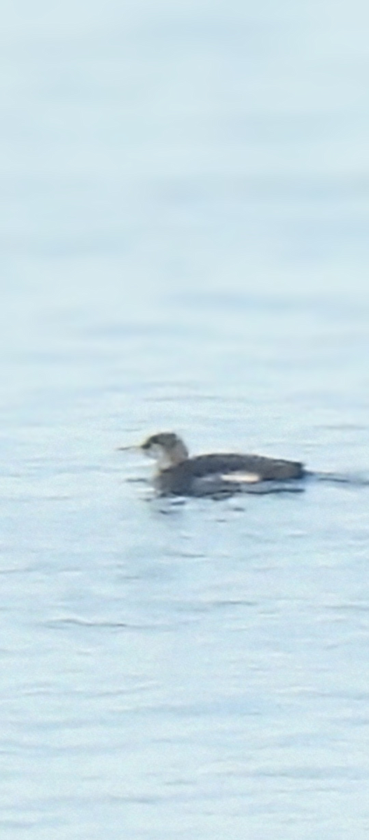 ub. lom (Gavia sp.) - ML641788038