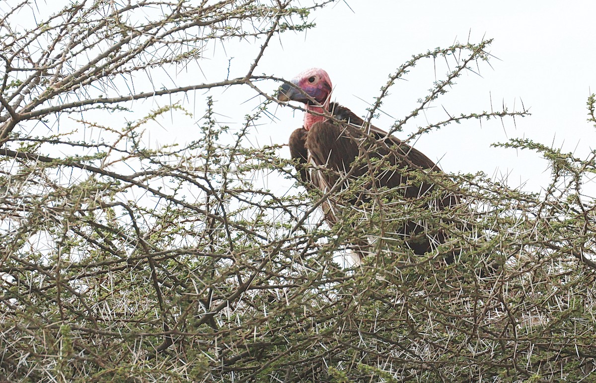 Lappet-faced Vulture - ML641788041