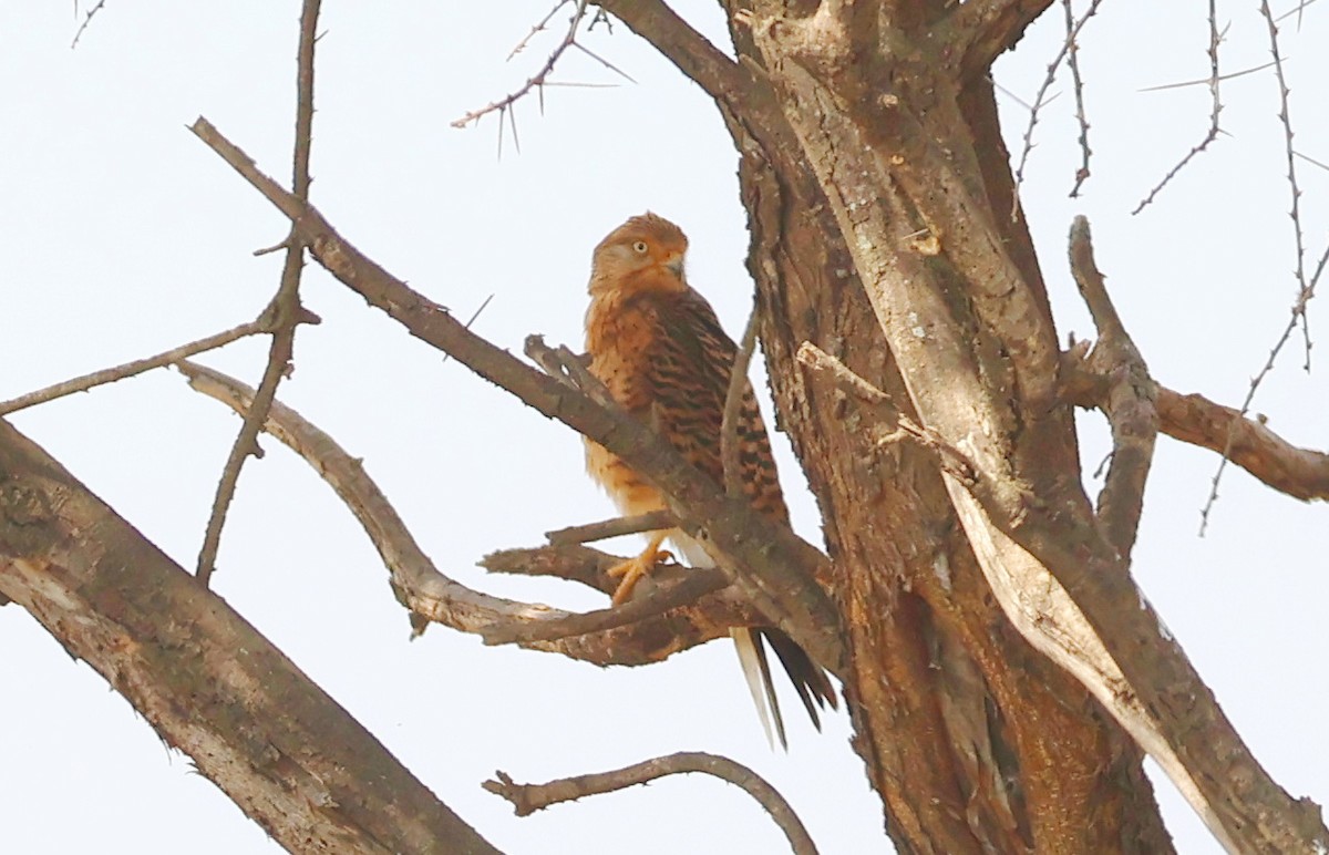 Greater Kestrel - ML641788054