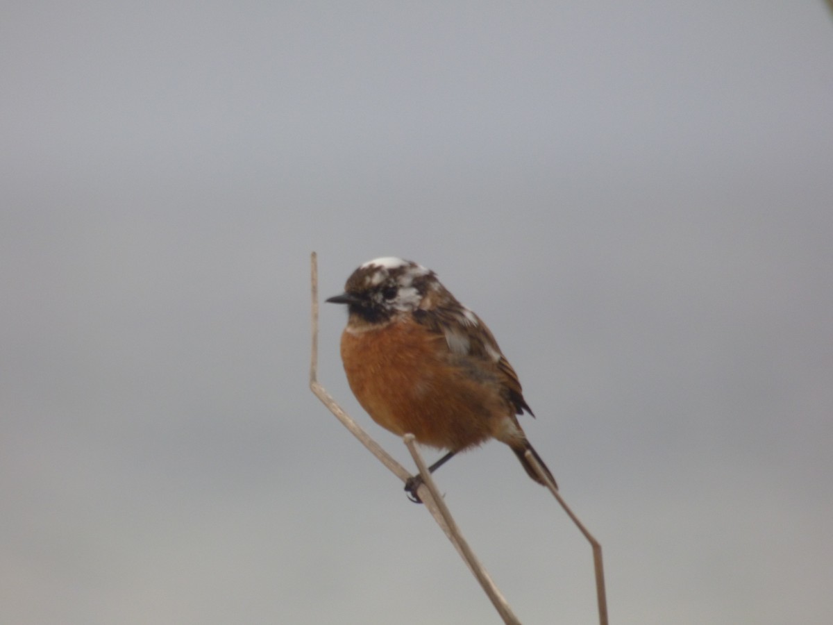 European Stonechat - ML641788071