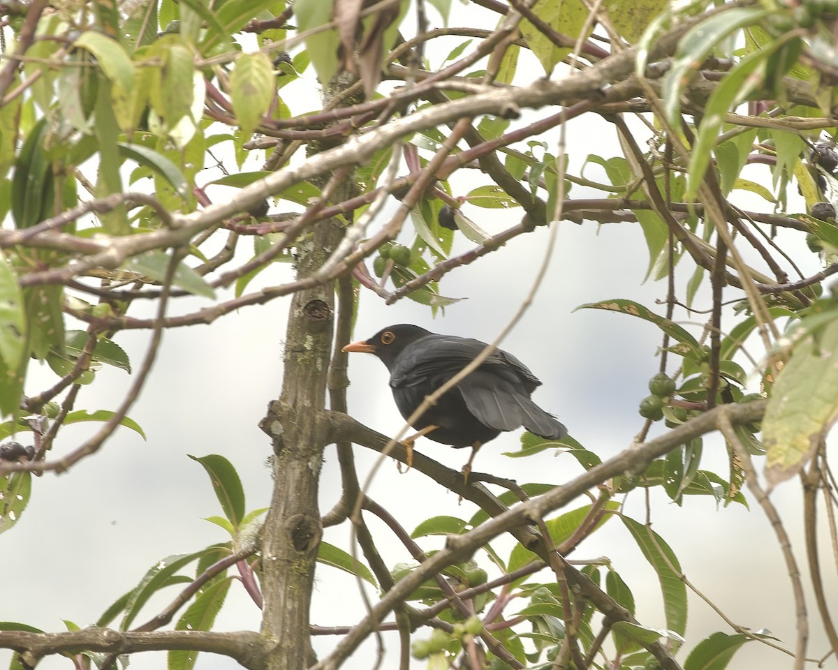 Glossy-black Thrush - ML641788073