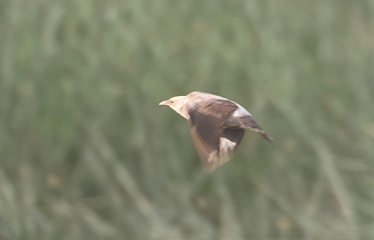 Wattled Starling - ML641788099