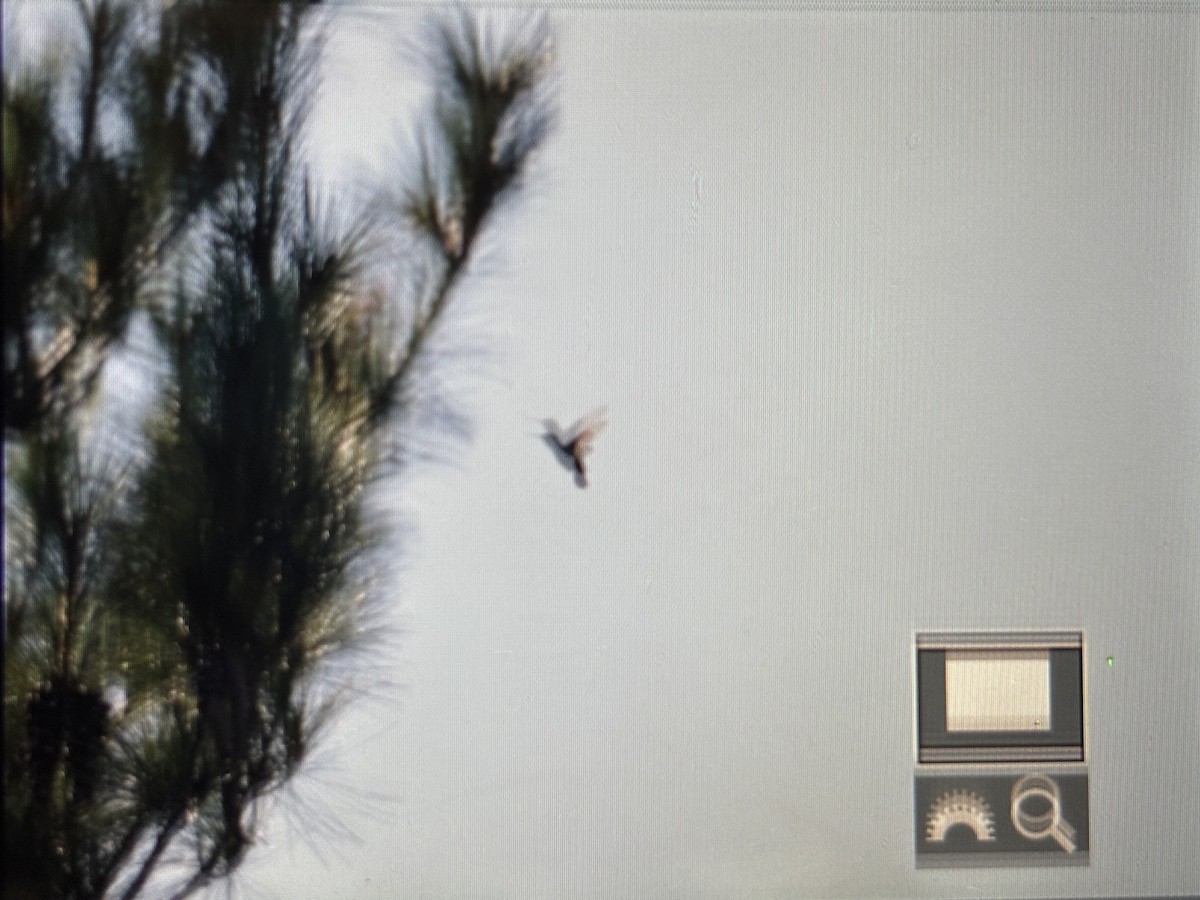 Ruby-throated Hummingbird - ML641788117