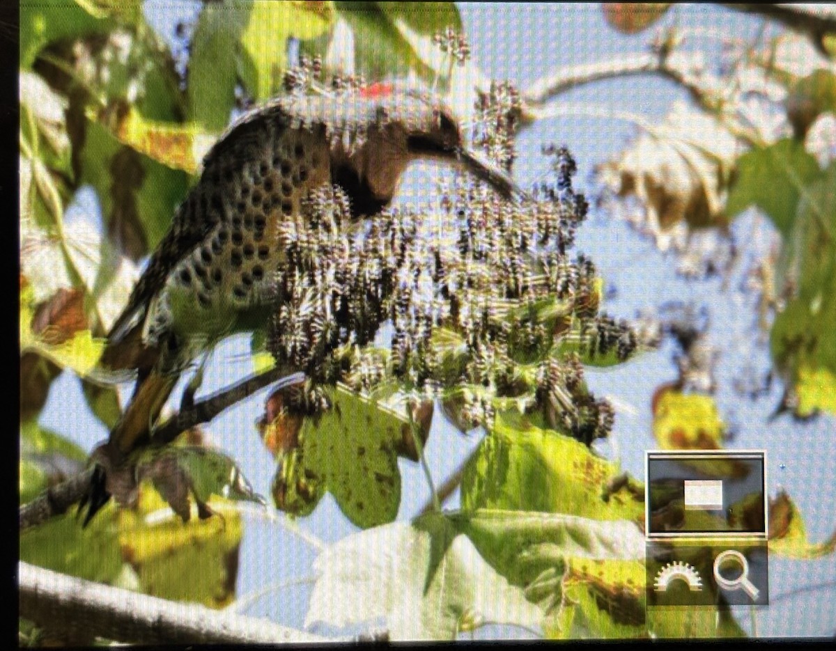 Northern Flicker (Yellow-shafted) - ML641788133