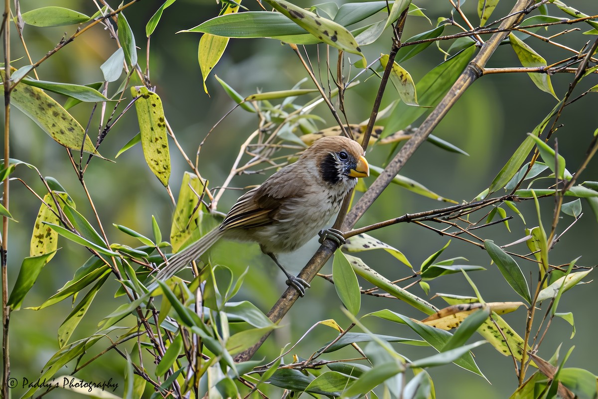 Spot-breasted Parrotbill - ML641788182