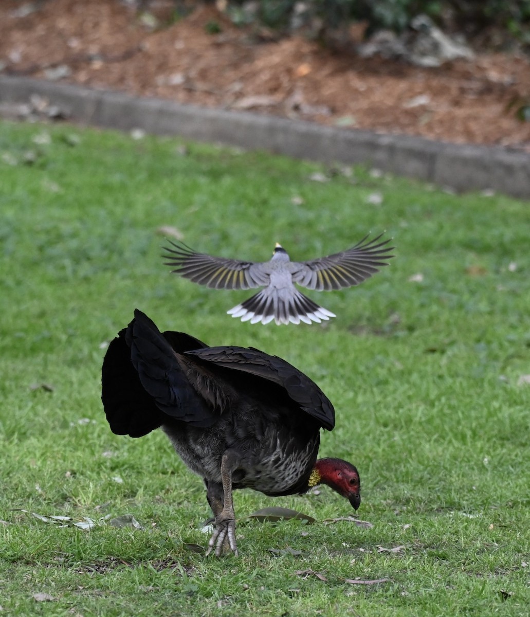 Australian Brushturkey - ML641788201