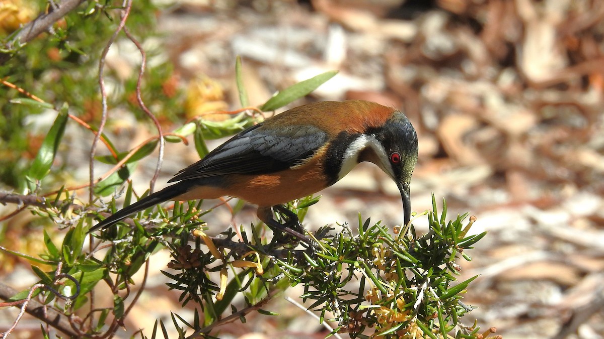 Eastern Spinebill - ML641788208