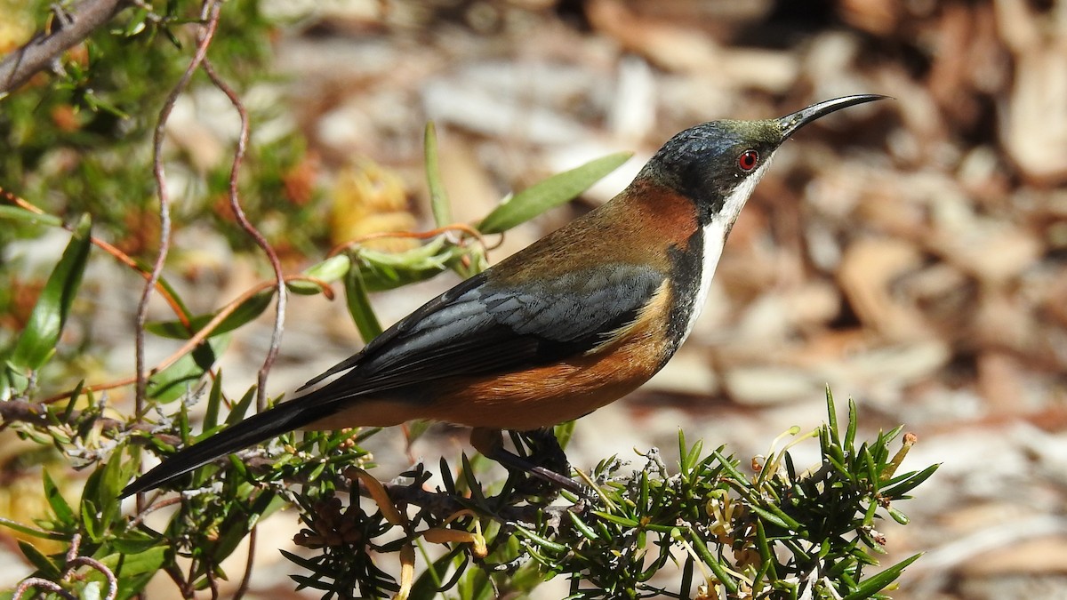 Eastern Spinebill - ML641788209