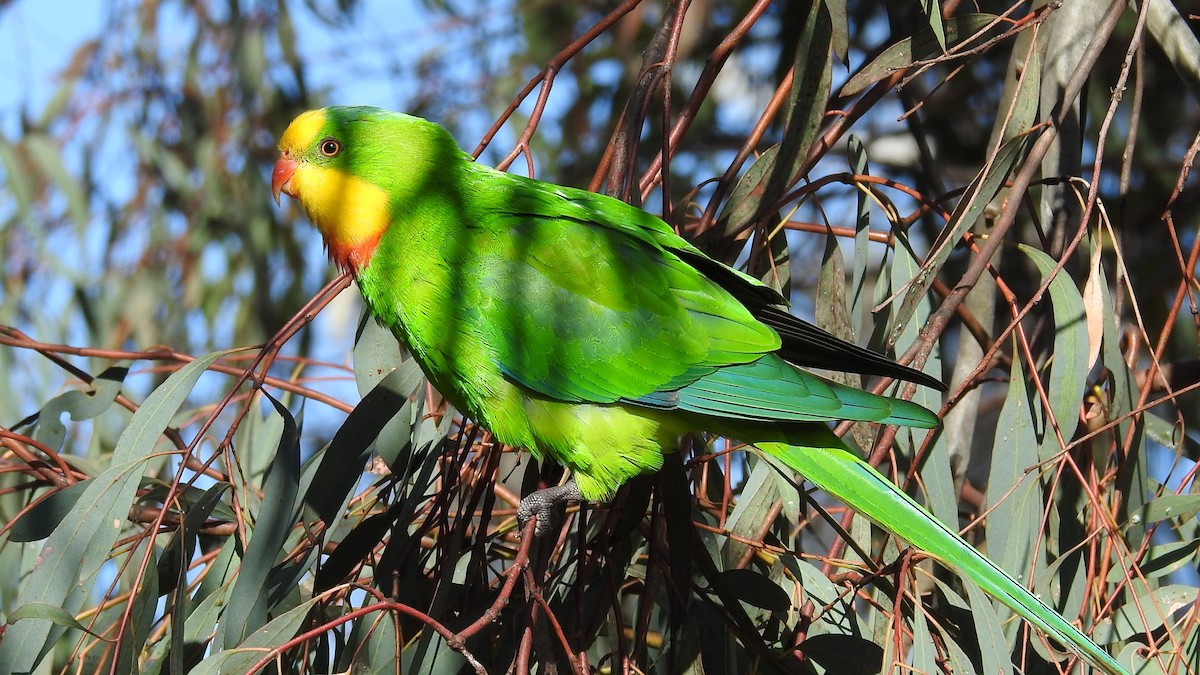 Superb Parrot - ML641788239
