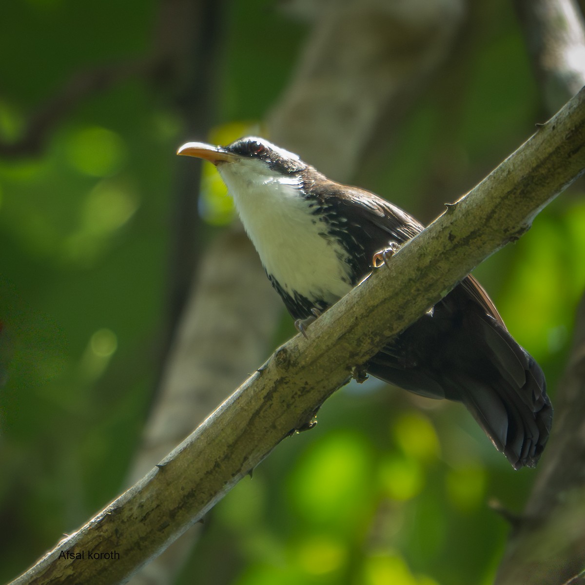 Indian Scimitar-Babbler - ML641788263