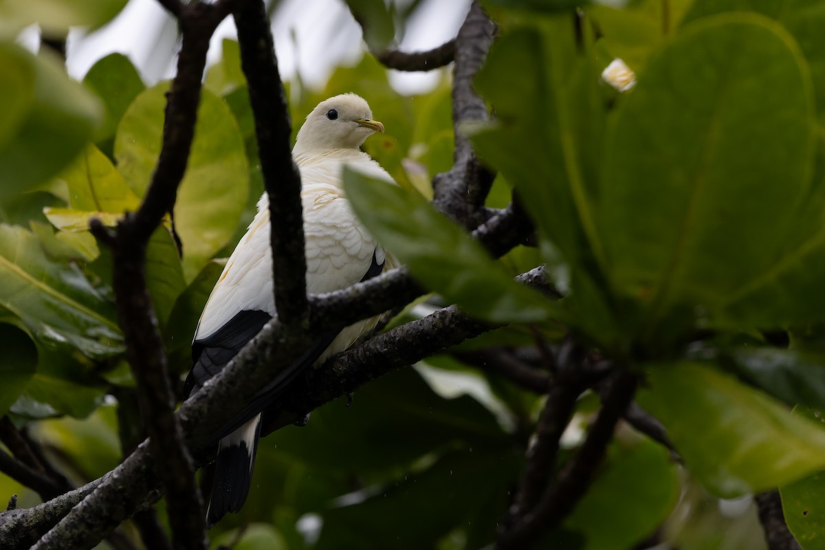 Torresian Imperial-Pigeon - ML641788274