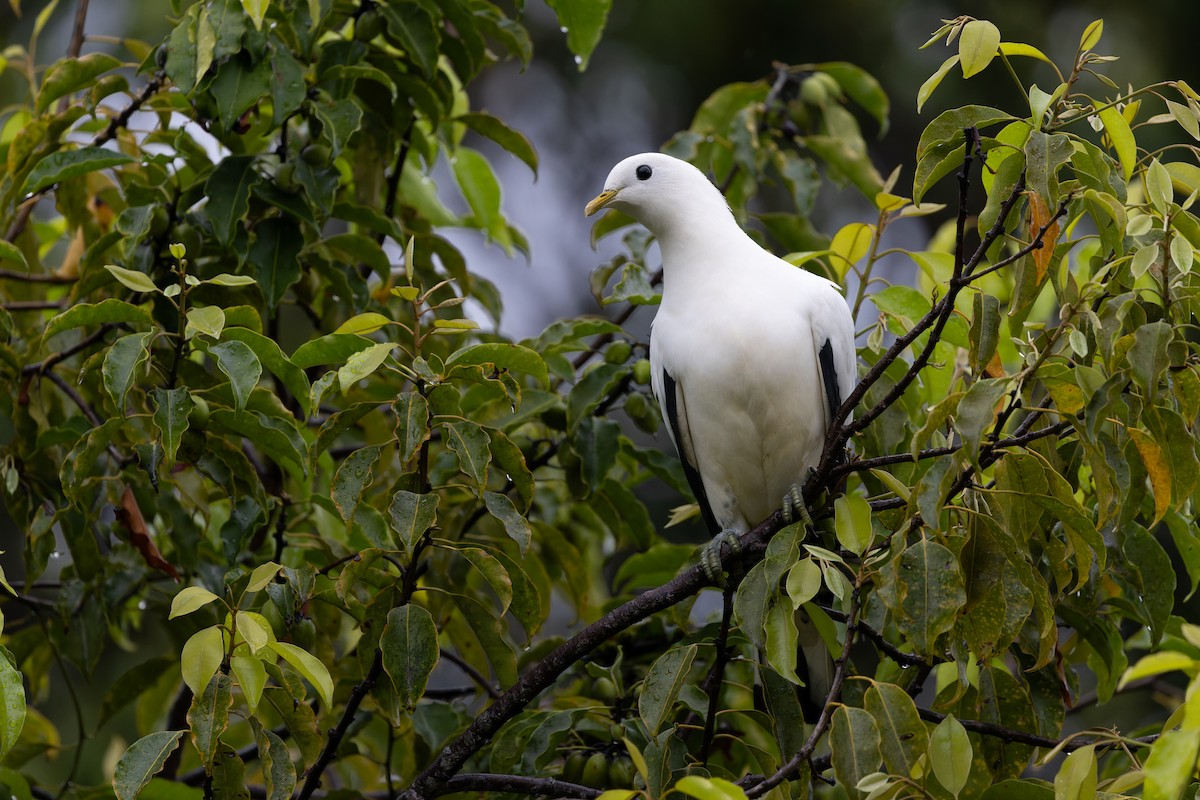 Torresian Imperial-Pigeon - ML641788275