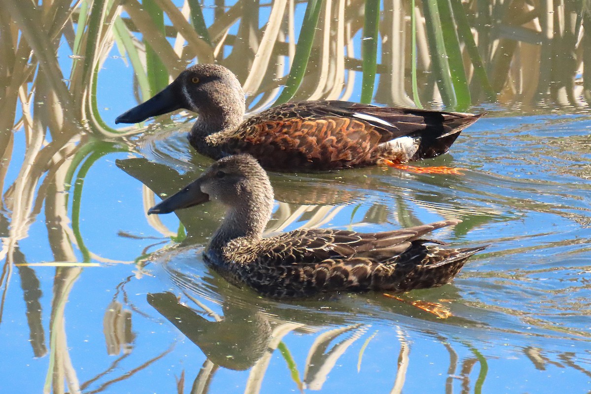 Australasian Shoveler - ML641788308