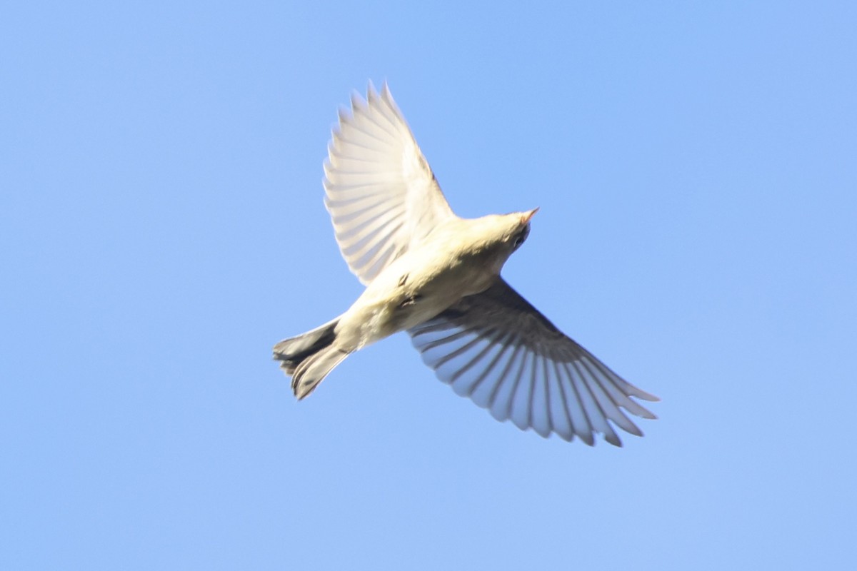 Pine Warbler - ML641788327