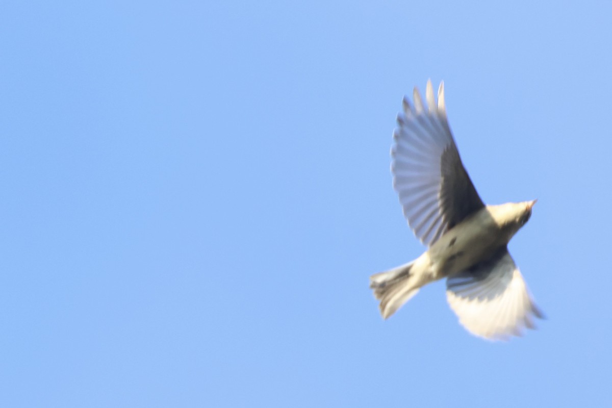 Pine Warbler - ML641788328