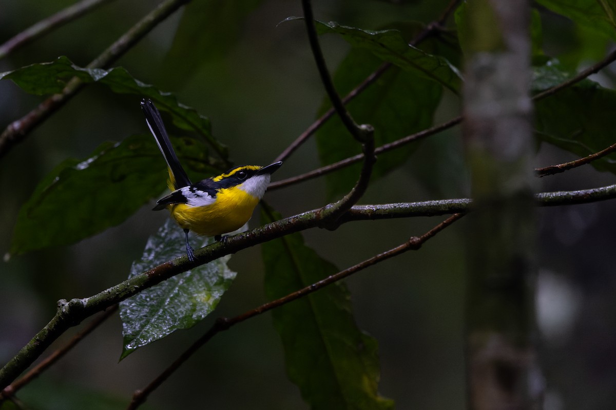 Yellow-breasted Boatbill - ML641788333
